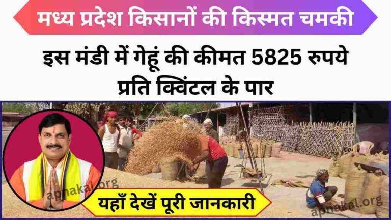 MP News: मध्य प्रदेश के गेहूं किसानों की किस्मत चमकी, इस मंडी में गेहूं की कीमत 5825 रुपये प्रति क्विंटल के पार