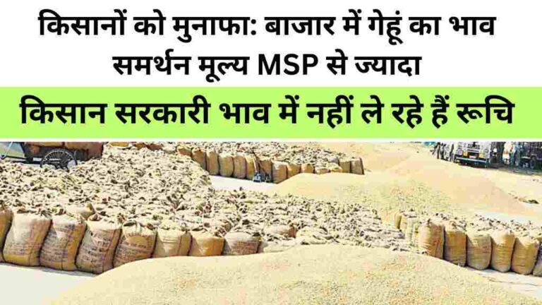 बाजार में गेहूं का भाव समर्थन मूल्य MSP से ज्यादा